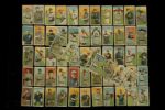 1910 T212 Obak 175 Series Group of 70 Different 