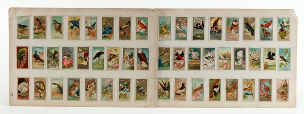 1888 N4 ALLEN & GINTER BIRDS OF AMERICA COMPLETE SET OF 50