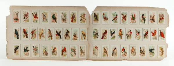 1890 N23 ALLEN & GINTER SONG BIRDS OF THE WORLD COMPLETE SET OF 50